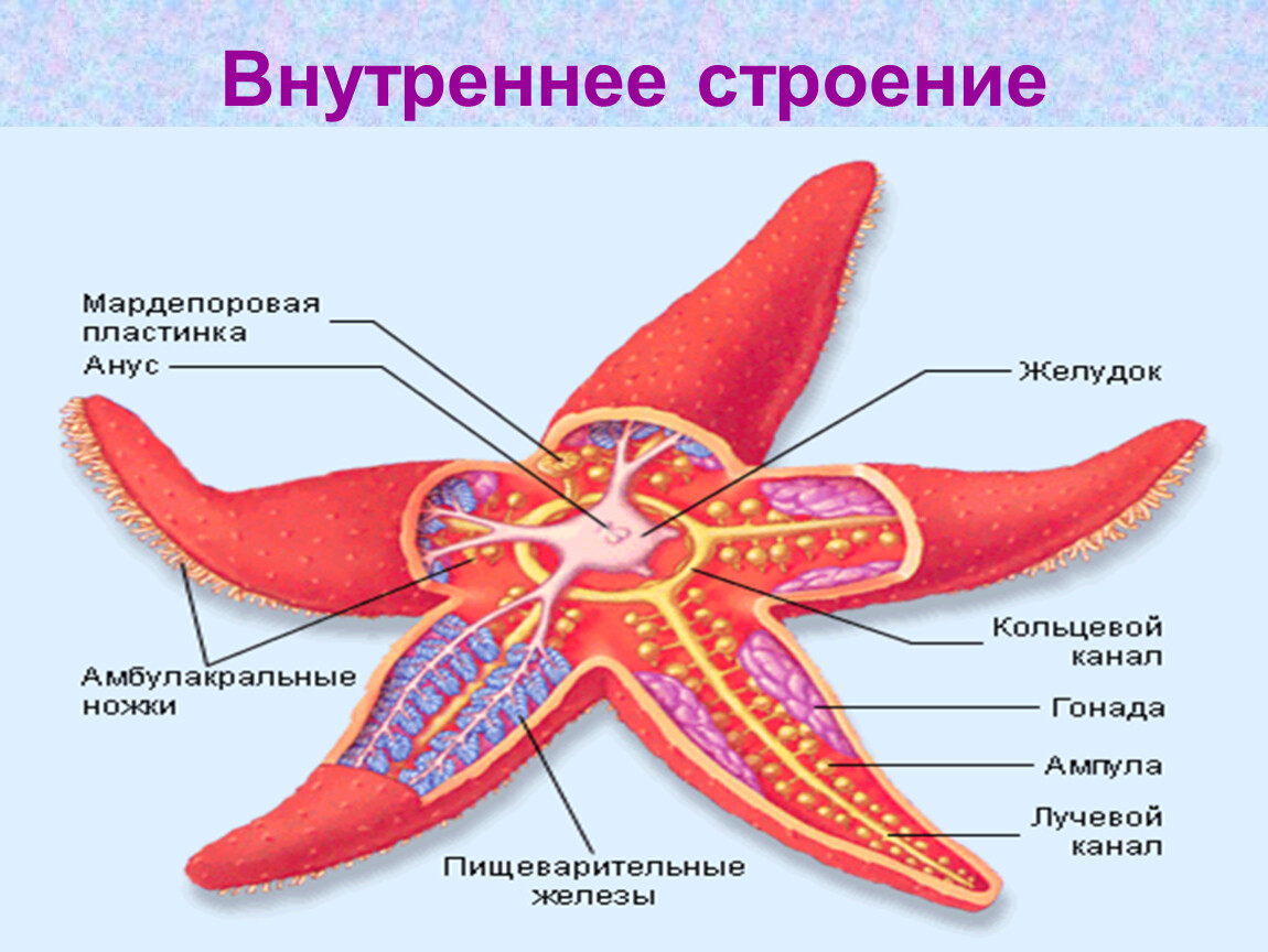 Тип симметрии осьминога. Тип иглокожие внешнее строение. Тип иглокожие класс морские звезды. Пищеварительная система иглокожих. Тип иглокожие внутреннее строение.
