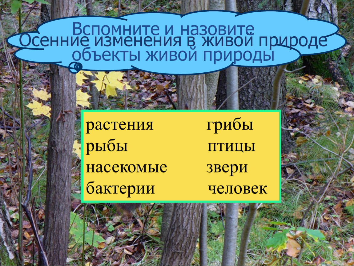 Адаптация насекомых к сезонным изменениям в природе презентация