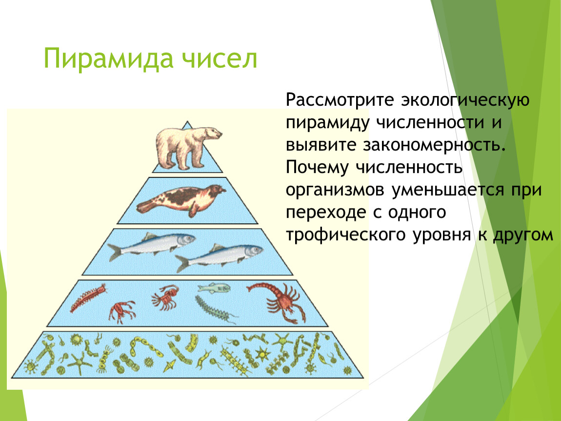 Какую закономерность отображает рисунок пищевую цепь экологическую пирамиду