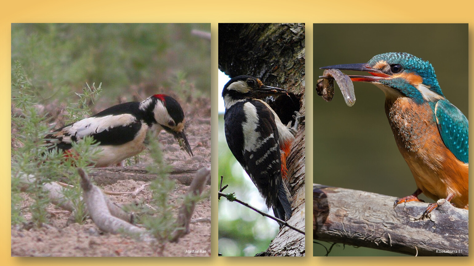 Значение птиц биология 8 класс. Разнообразие птиц. Птицы в жизни человека и природы. Роль птиц в природе. Полезные птицы для человека.