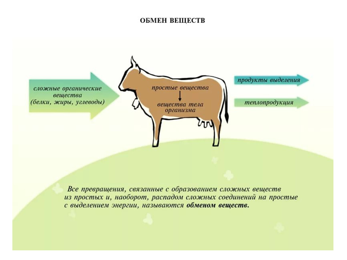 Обмен 6. Обмен веществ у животных. Обмен веществ у животных и преобразование энергии. Метаболизм у животных. Схема обмен веществ у животных.