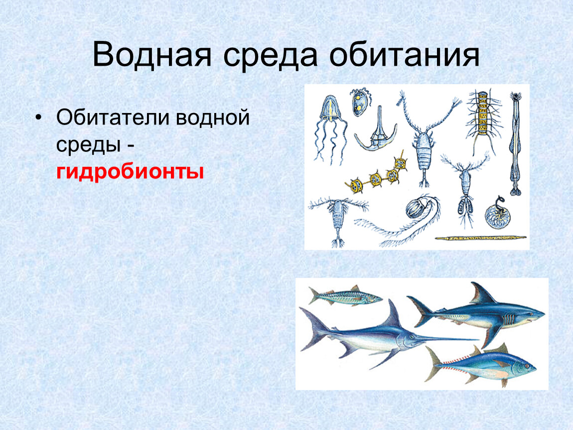 Обитатели водной среды. Гидробионты среда обитания. Обитатели водной среды обитания. Водная среда жизни обитатели. Условия жизни в водной среде.