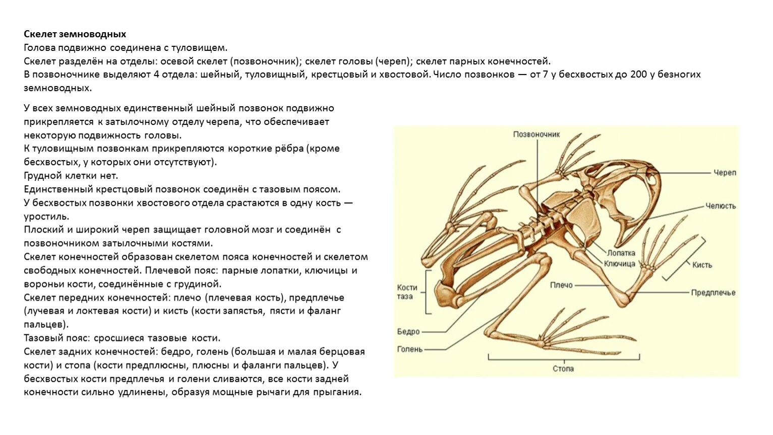 Скелет земноводных схема биология 7 класс