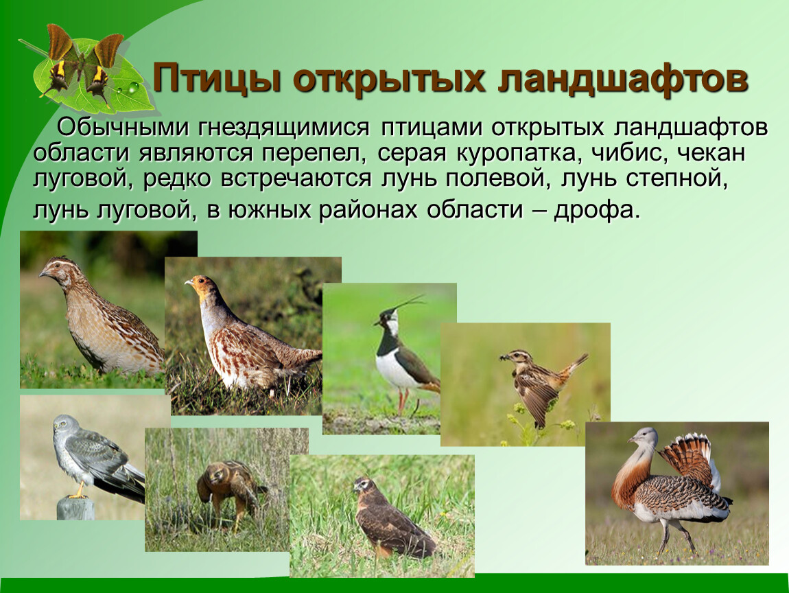 Образ жизни птиц открытых пространств