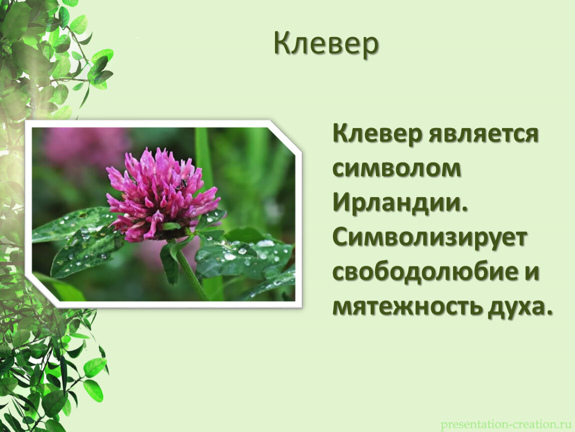 Растения символы. Растение символ. Символика стран с растениями. Какое растение символизирует плодородие. Презентация по биологии растения как символ стран.