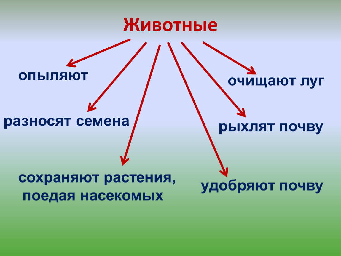 Жизнь луга 4 класс