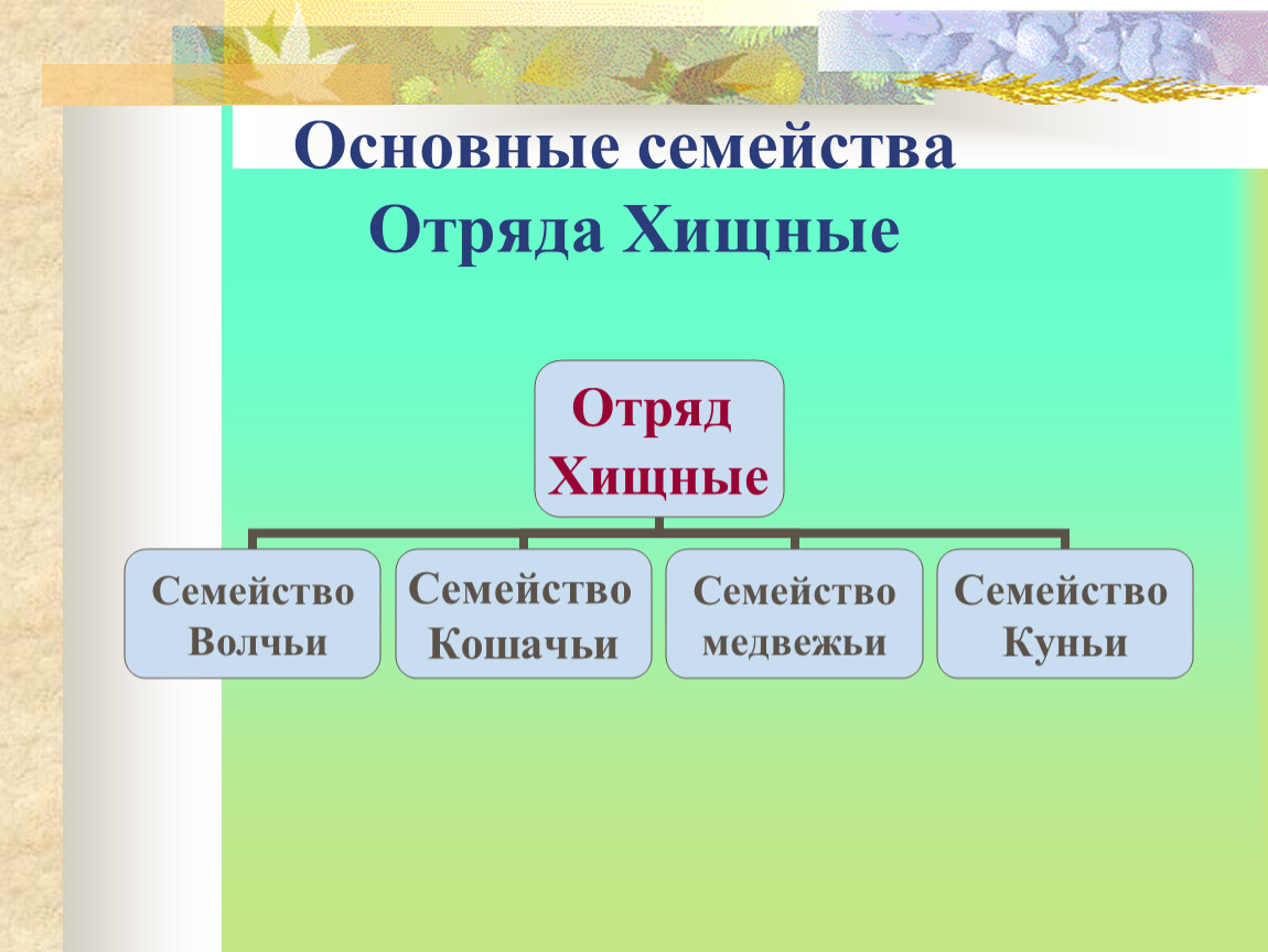 Отряд семейство представители. Основные семейства отряда Хищные. Отряд Хищные общая характеристика. Характеристика отряда Хищные. Семейство млекопитающих отряда хищных.