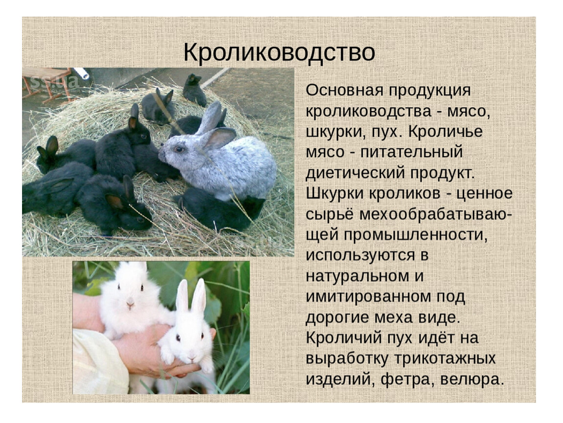 Что человек получает от кролика. Презентация на тему кролики. Сведения о кроликах. Кролиководство информация. Кролиководство проект.