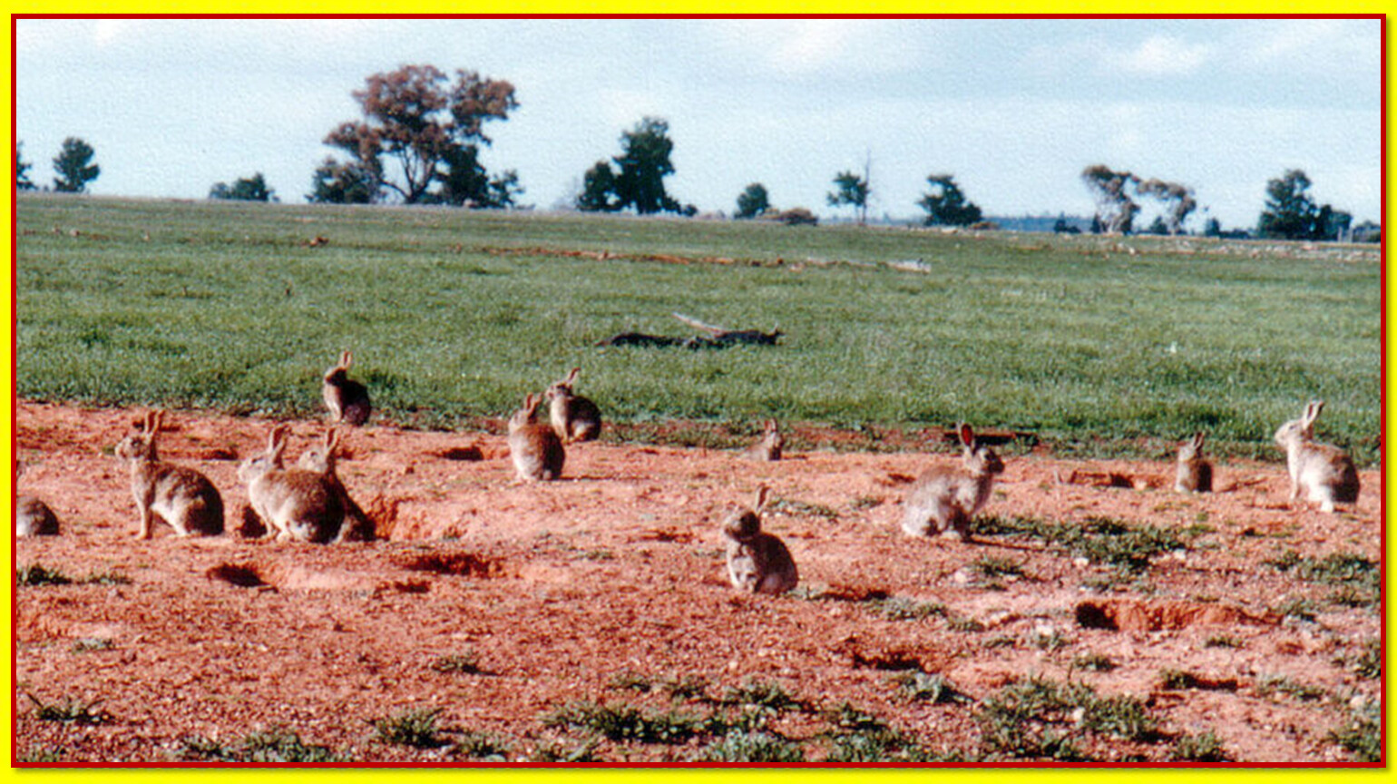 Каких животных завезли в австралию. Кролики в Австралии Нашествие. Кролики в Австралии 1859. Дикие кролики в Австралии. Завоз кроликов в Австралию 1859.