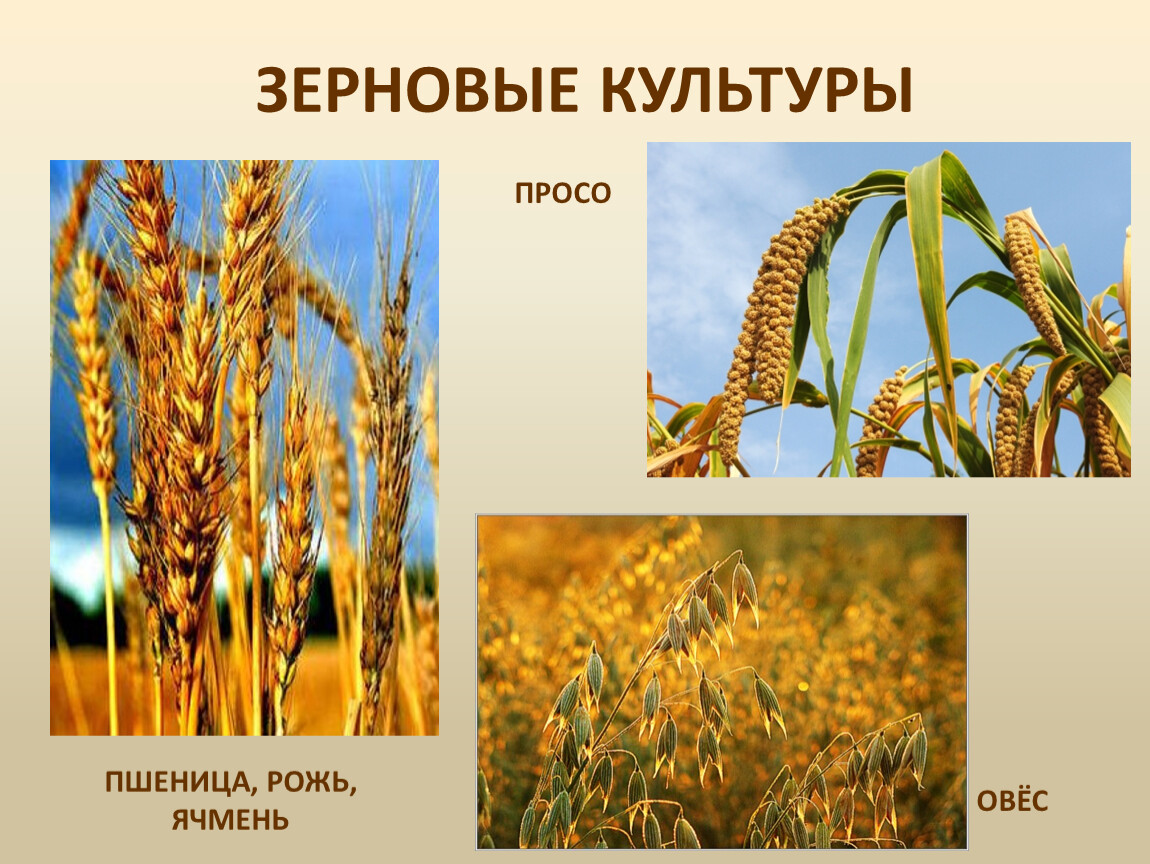 Рожь овес просо. Зерновые культуры просо. Просо и пшеница. Зерновые культуры пшеница рожь. Просо это зерновая культура.