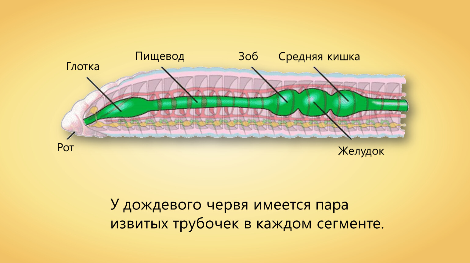 Пищеварительная система червя