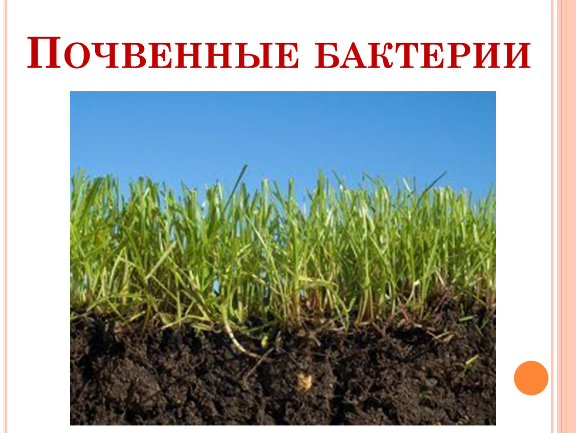 Земля растительная. Плодородие почвы. Плодородие черноземных почв. Чернозем растительность.