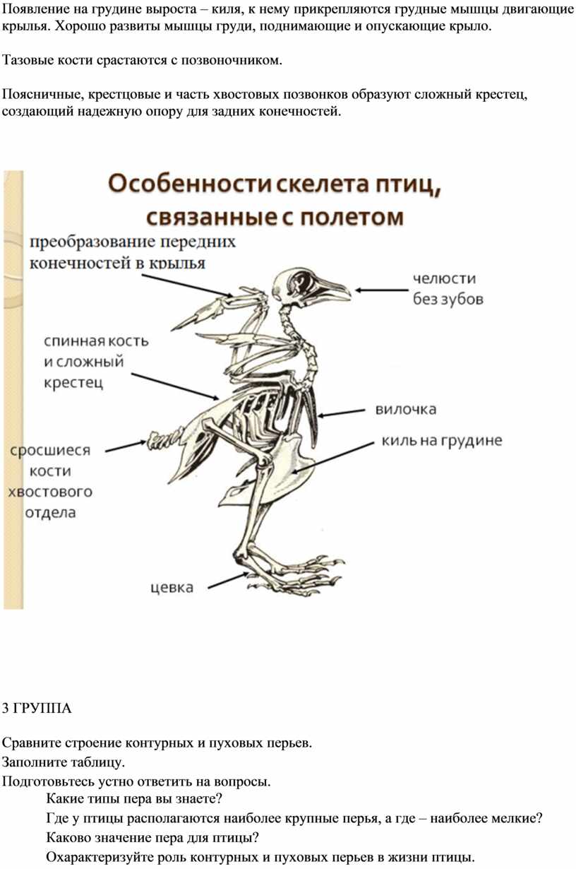 Особенности внутреннего скелета. Строение кости скелета птицы. Скелет птицы биология. Приспособление скелета птиц к полету. Строение скелета птицы 7 класс биология.
