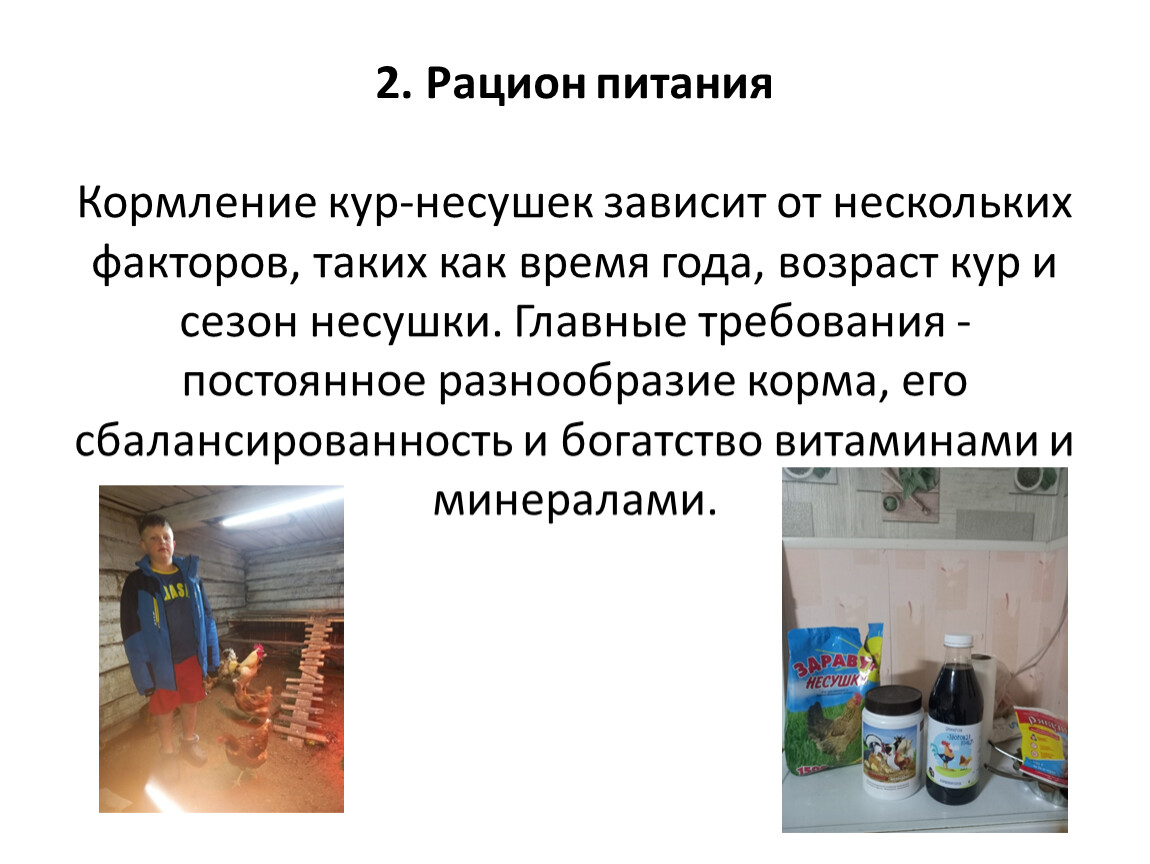 Рацион питания Кормление кур-несушек зависит от нескольких факторов, таких как время года, возраст кур и сезон несушки