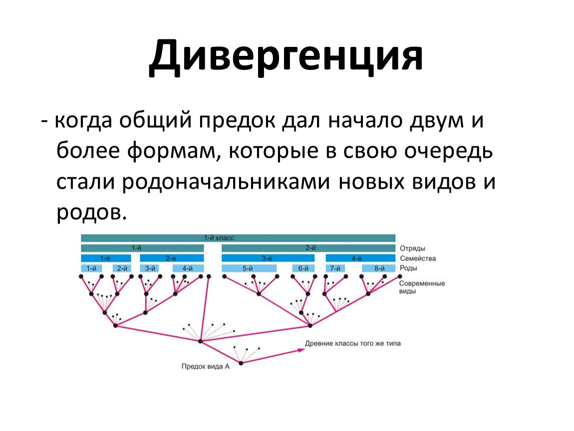 В результате дивергенции возникают