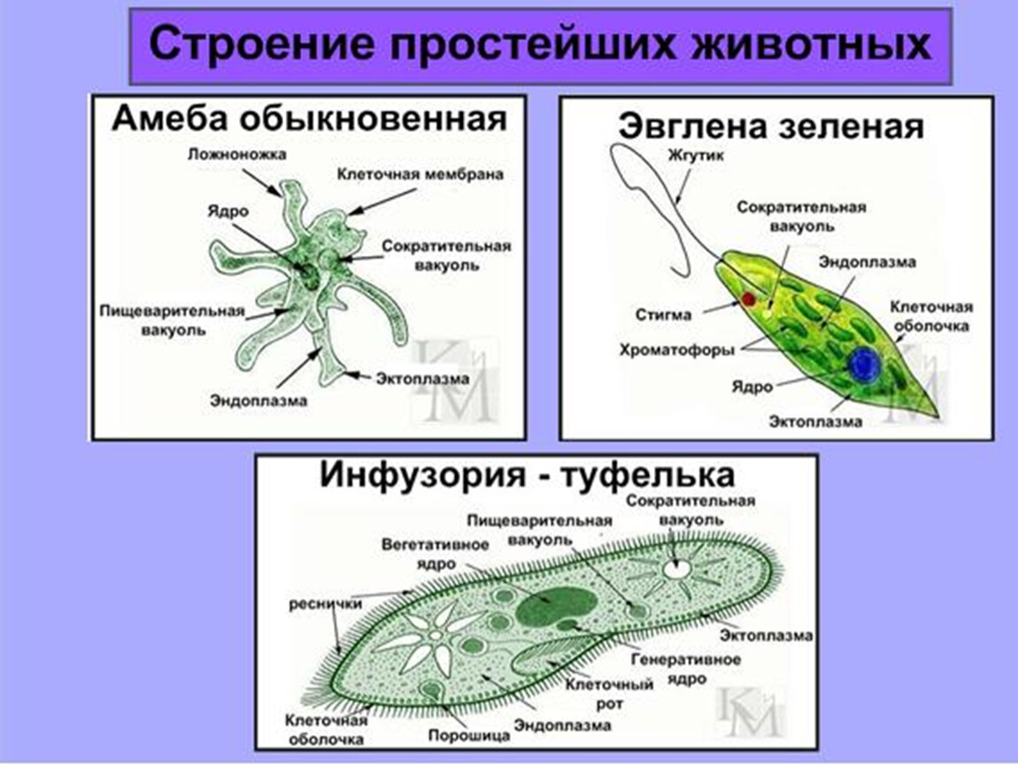 Презентация по биологии 7 класс животные