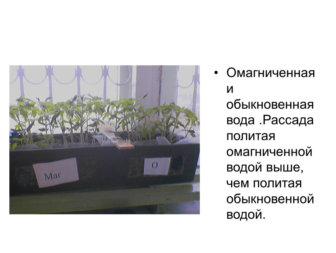 Как сделать живую презентацию