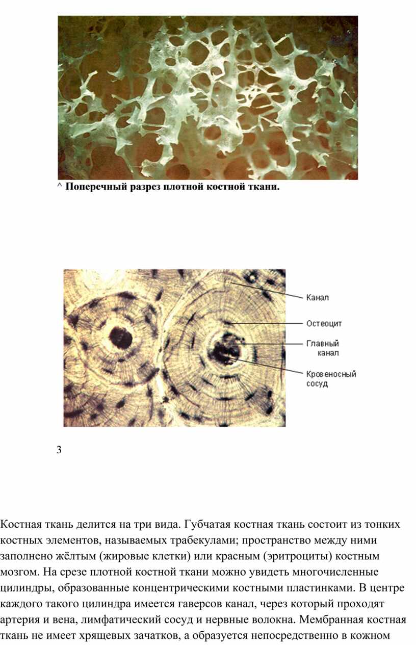 Какими цифрами обозначены изображения костной ткани