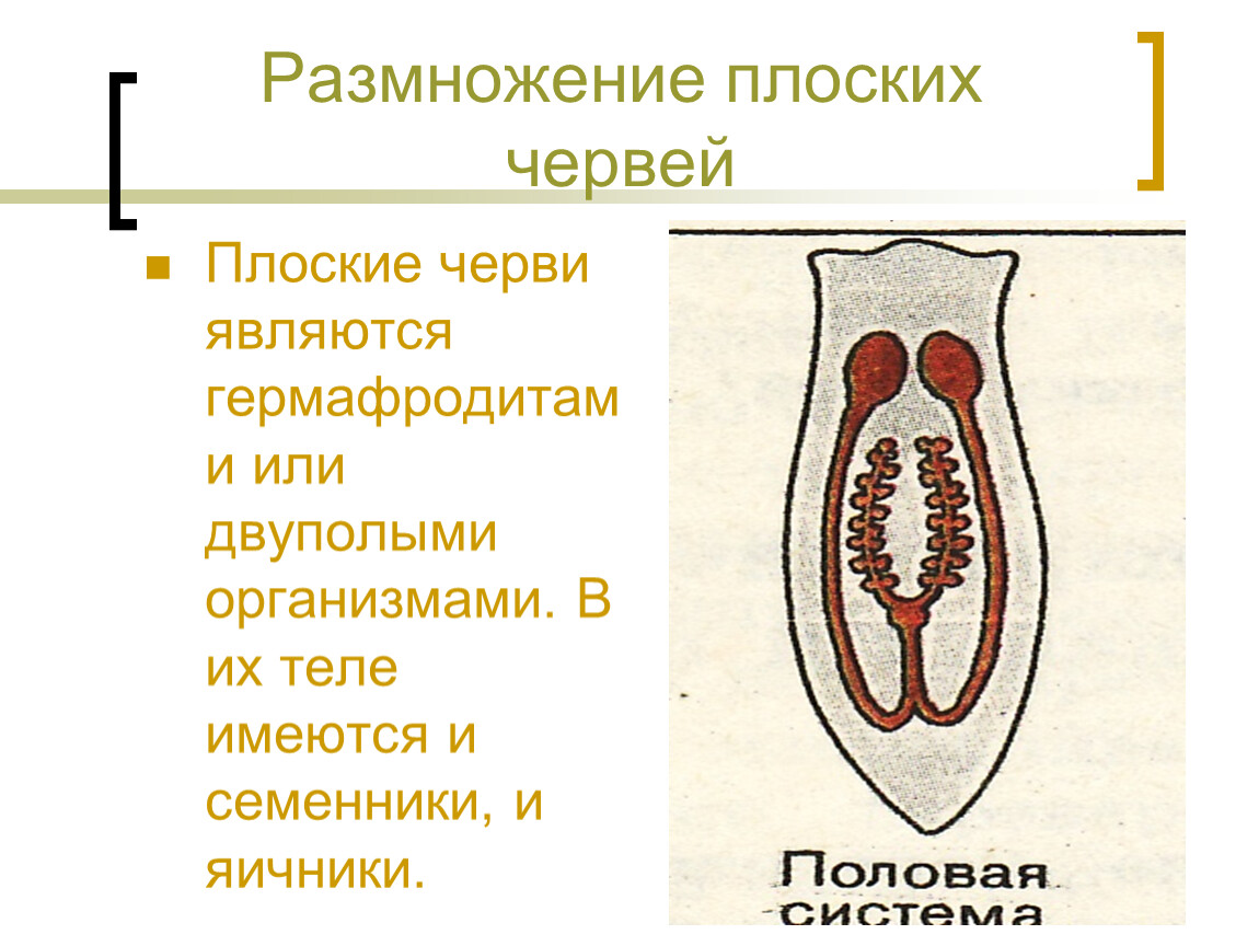 Плоские черви размножение. Тип оплодотворения плоских червей. Система органов размножения и развития плоских червей. Органы размножения и развития у червей плоских. Биология 7 класс плоские черви размножение.