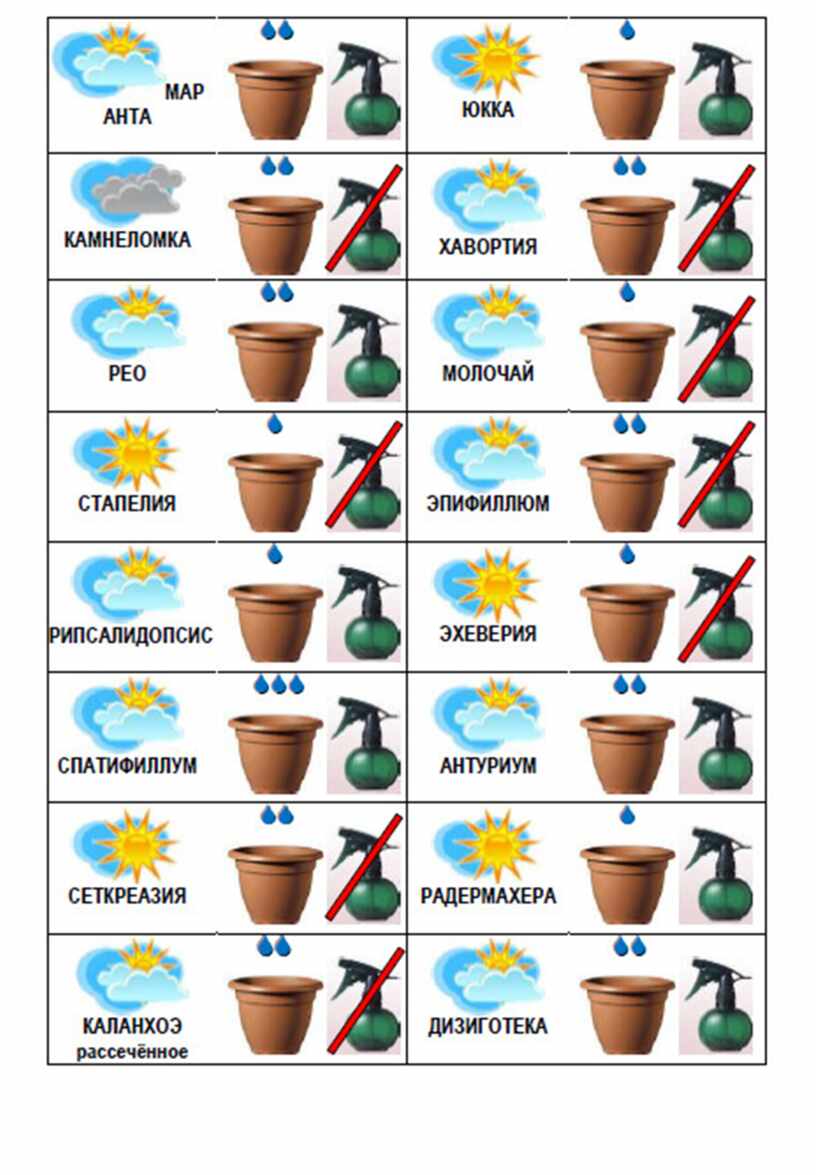 Как называется ухаживать. Карточки для комнатных растений в детском саду. Схемы полива цветов в детском саду. Таблички для цветов в детском саду. Комнатные растения в детском саду.