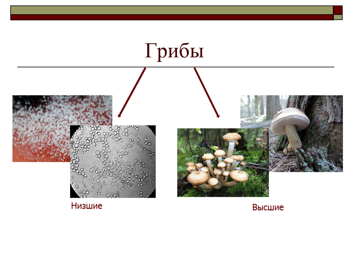 Группы грибов 6 класс биология. Низшие грибы. Высшие и низшие грибы. Царство грибов. Дрожжи высшие или низшие грибы.