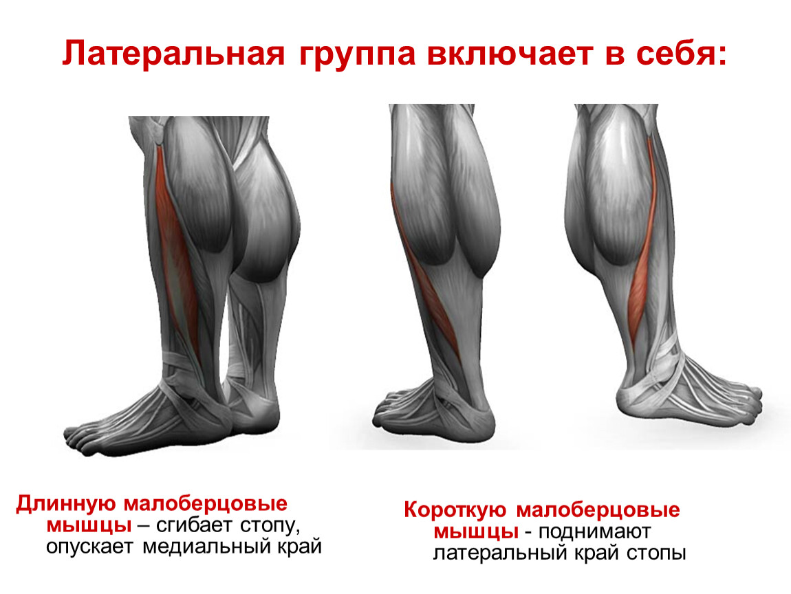 Медиальный и латеральный это. Мышцы коленного сустава малоберцовой. Длинная малоберцовая мышца. Латеральный и медиальный. Малоберцовая группа мышц.