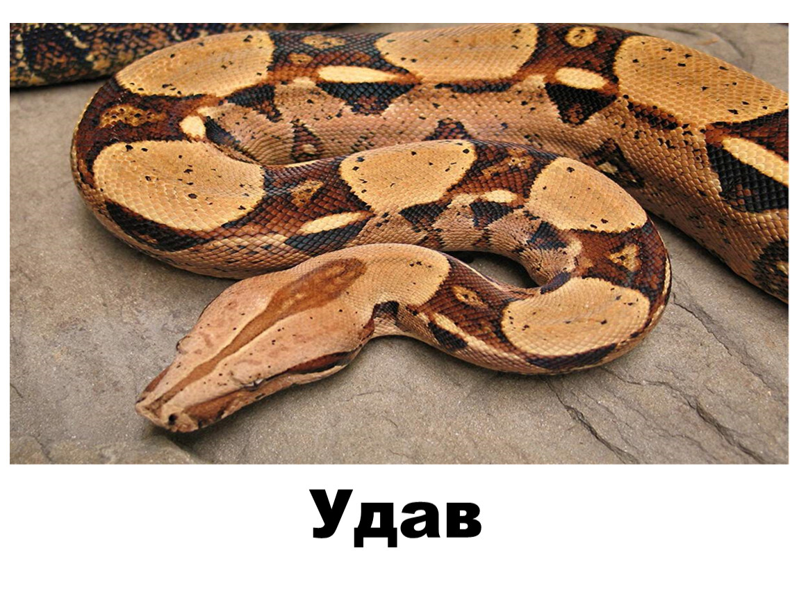 Удав какой класс