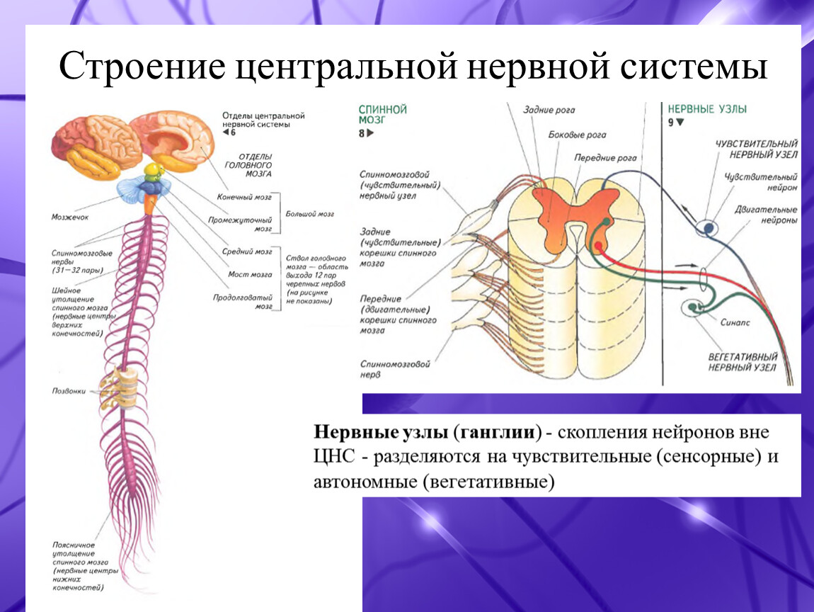 Функции центрального отдела нервной системы. Основная структура нервной системы. Нервная система строение и функции нервной системы. Схема строения центральной нервной системы человека. Основные отделы центральной нервной системы человека схема.
