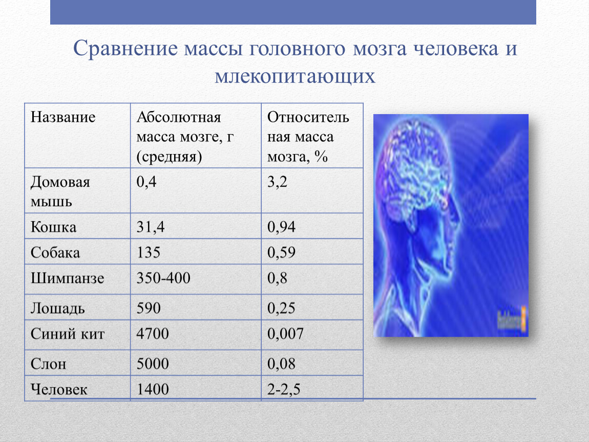 Масса головного мозга. Средняя масса мозга. Относительная масса мозга человека.