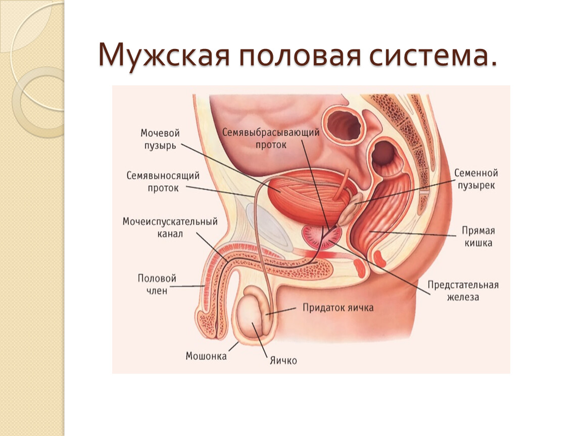 Органы мужской половой системы рисунок