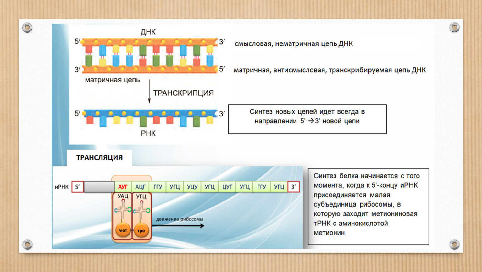 Смысловая цепь днк это. Биосинтез белка подготовка к ЕГЭ. Смысловая и транскрибируемая цепь. Верхняя цепь смысловая, нижняя транскрибируемая. Смысловая цепь ДНК.