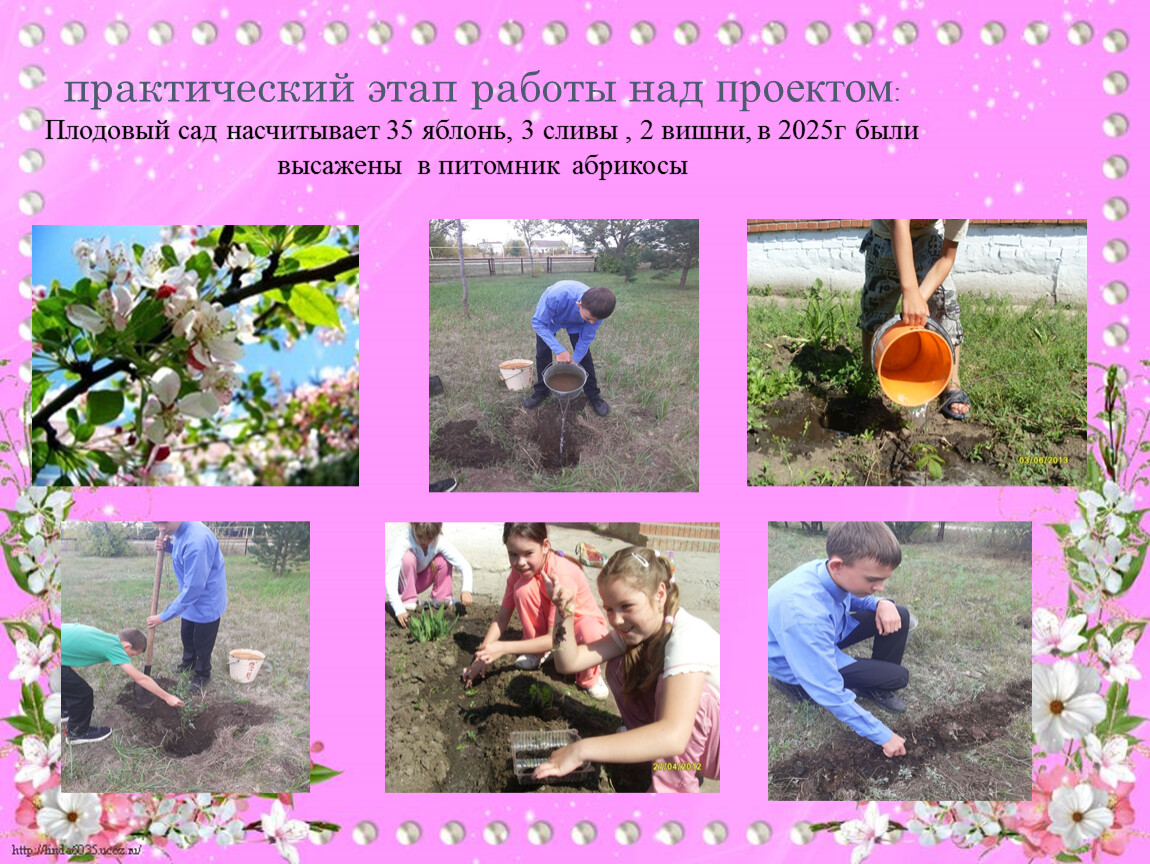 Плодовый сад насчитывает 35 яблонь, 3 сливы , 2 вишни, в 2025г были высажены в питомник абрикосы