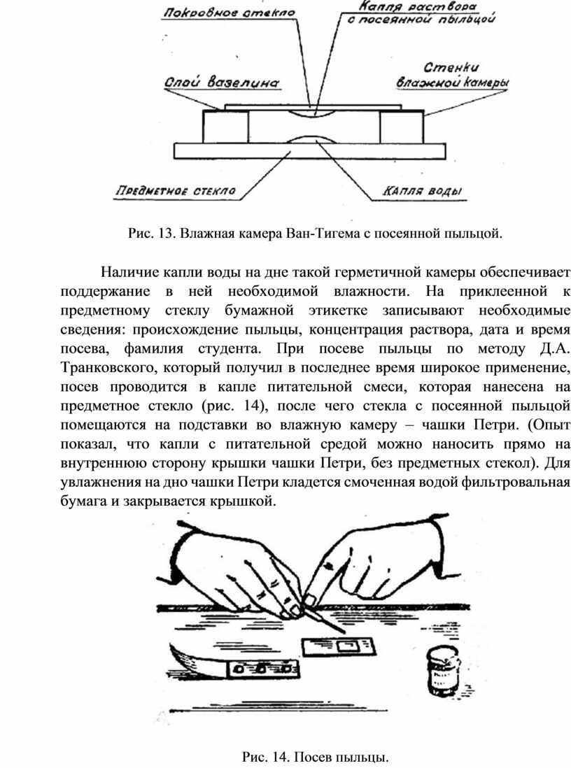 Рис. 13. Влажная камера Ван-Тигема с посеянной пыльцой