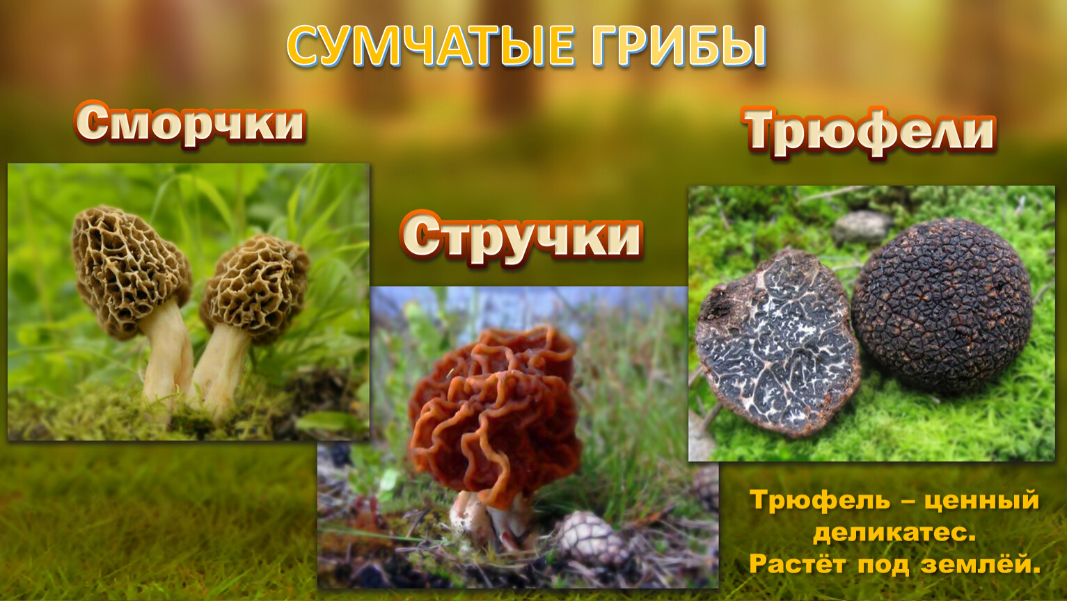 Сумчатый сморчок гриб. . Сумчатые грибы - Ascomycetes. Сумчатые грибы биология 7. Сумчстые грибы. Сумчатые грибы биология 7 класс.