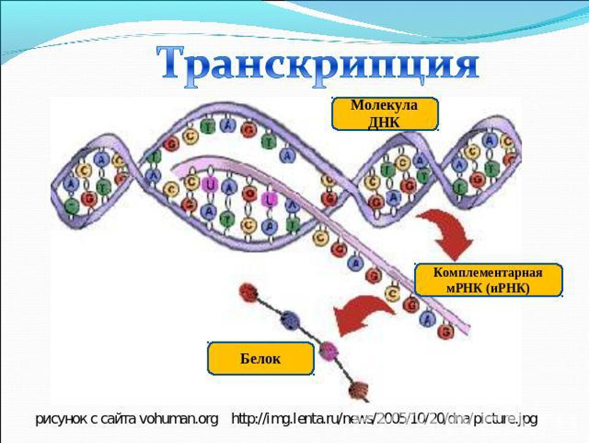 Транскрипция трансляция биосинтез. Схема транскрипции синтеза белка. Схема процесса транскрипции. Биосинтез белка регуляция транскрипции и трансляции. Транскрипция биология Синтез белков.