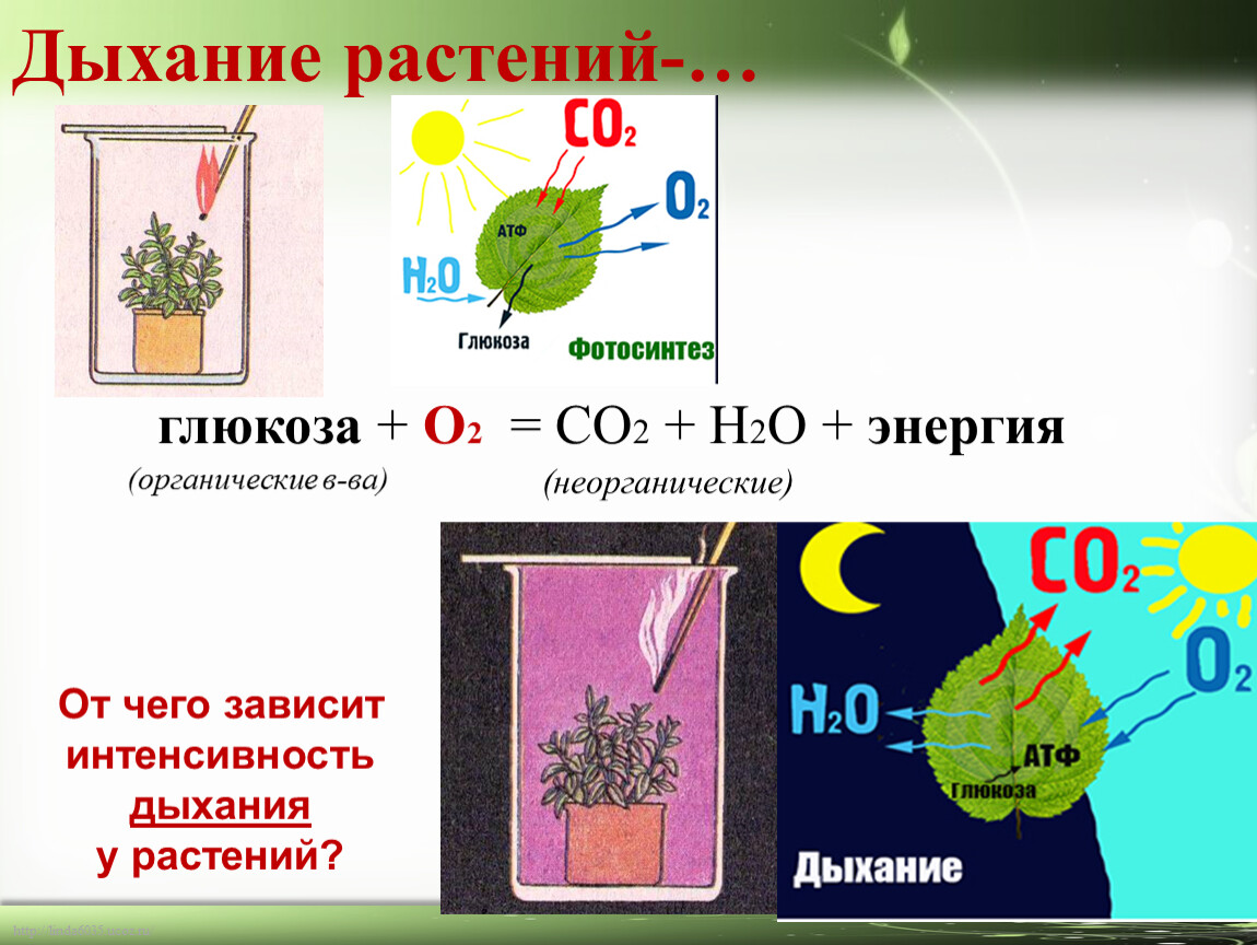 Процесс дыхания растений. Дыхание растений. Формула дыхания растений. Органы дыхания растений. Дыхание растений через.