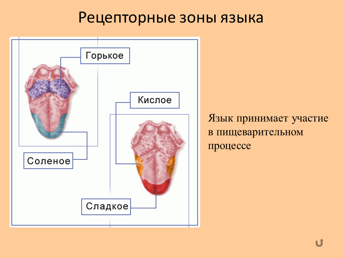 Язык участвует. Зоны языка. Рецепторные зоны языка. Зоны языка биология. Функции языка в процессе пищеварения.