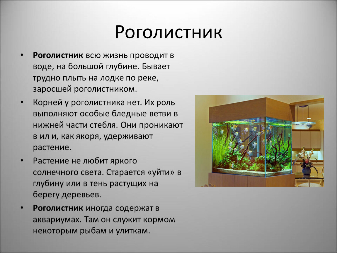 Растения водоемов 2 класс. Моделирование: экосистема аквариума. Комнатный аквариум как модель экосистемы. Растения обитающие в водной среде. Чертеж террариума для сухопутной черепахи.