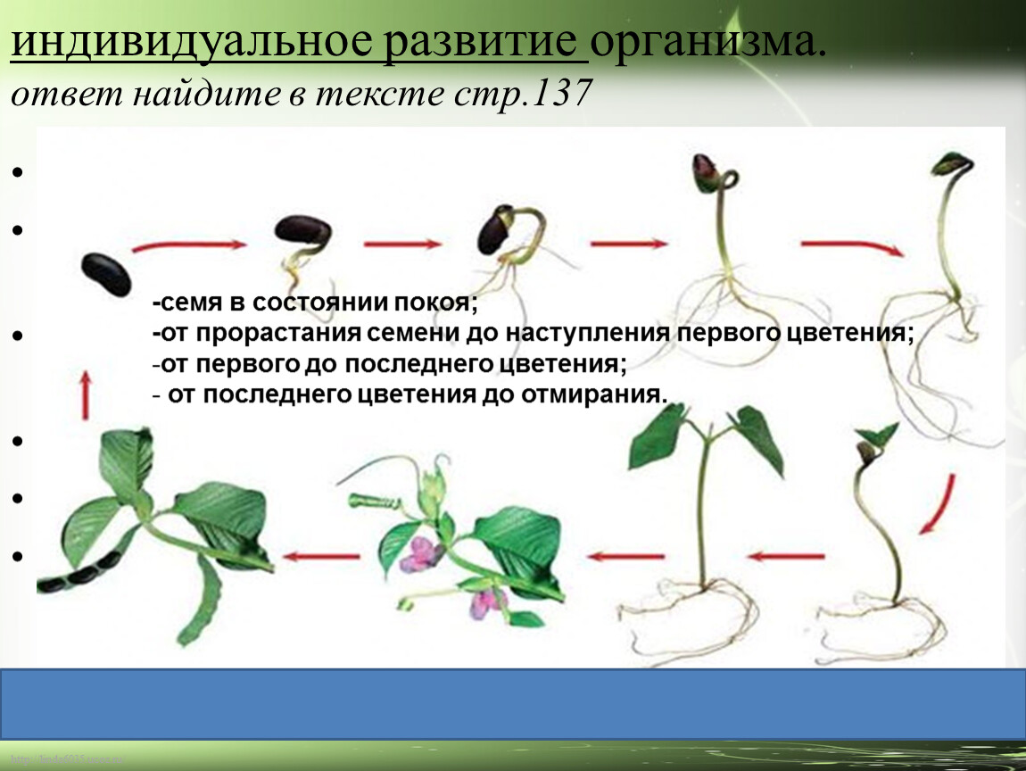 Установите последовательность развития растений из семени