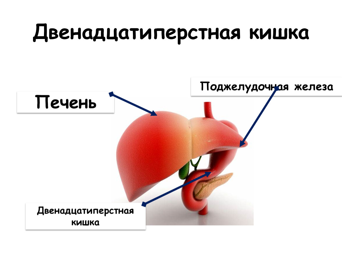 Функции печени и кишечника