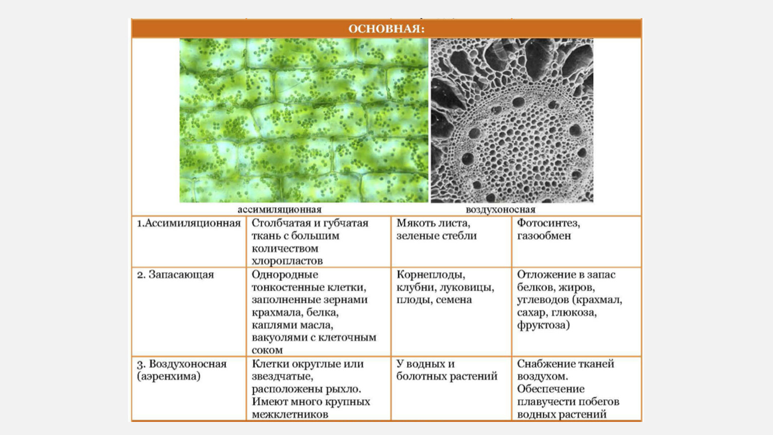 Клетки основной ткани растений