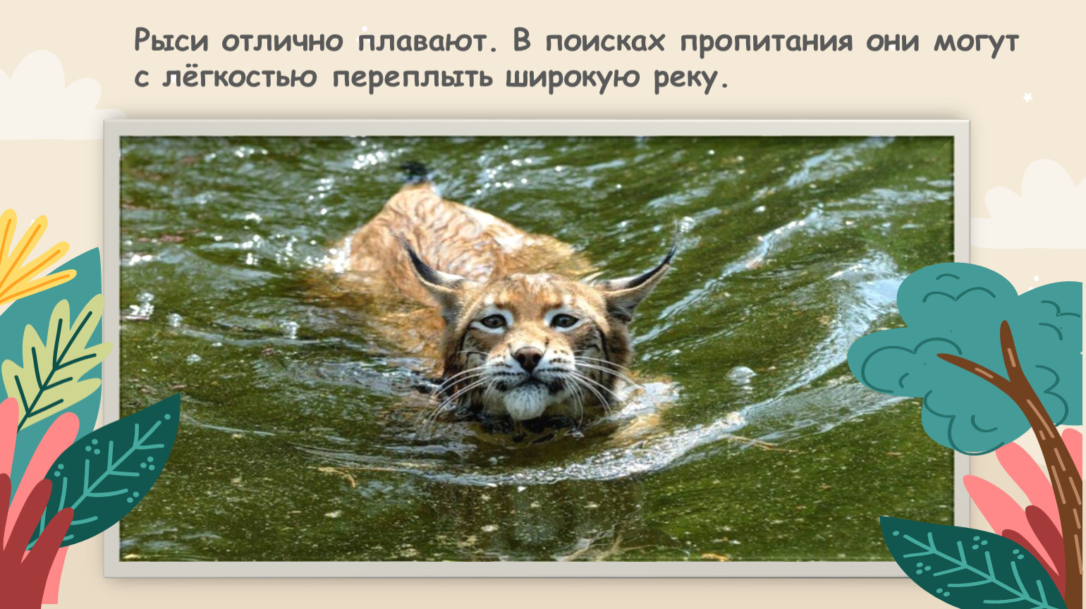 Рыси отлично плавают. В поисках пропитания они могут с лёгкостью переплыть широкую реку