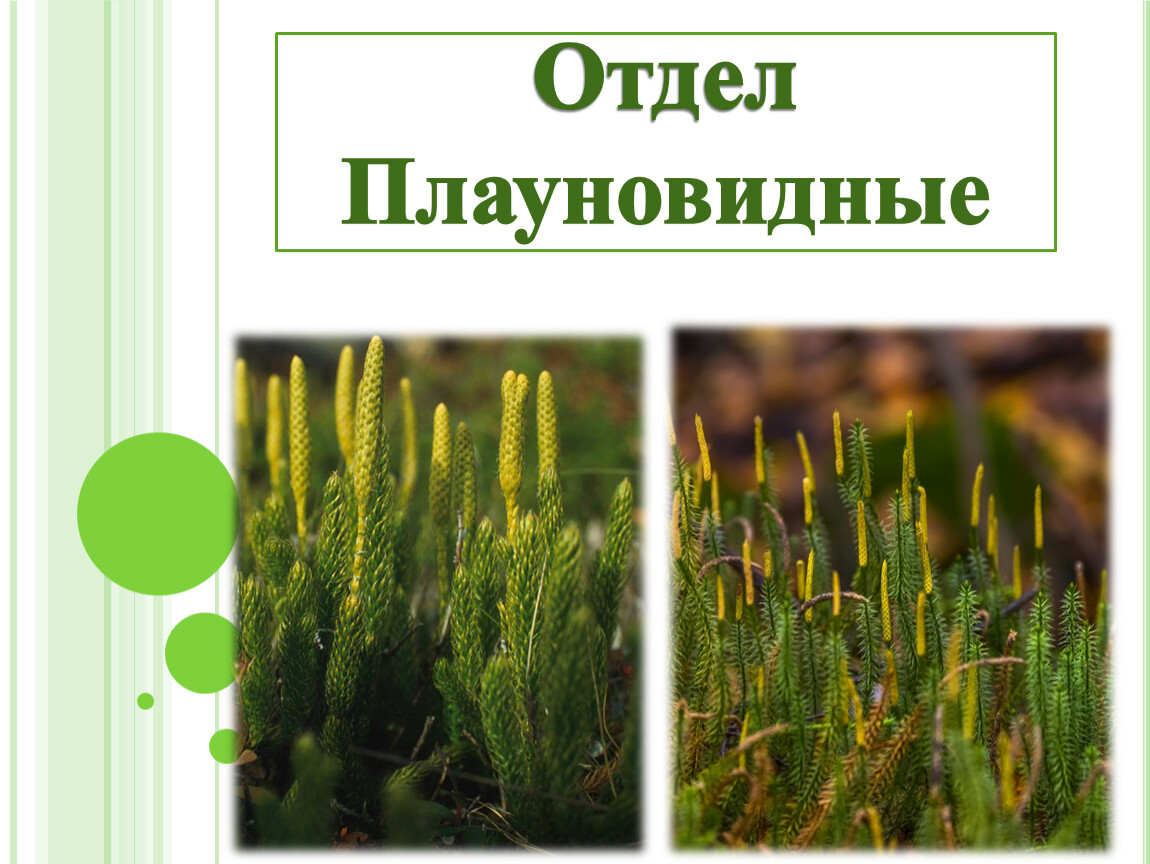 Группа растений плауновидные. Отдел Плауновидные. Плауновидные представители. Плауновидные Плауновые. Лекция Плауновидные.