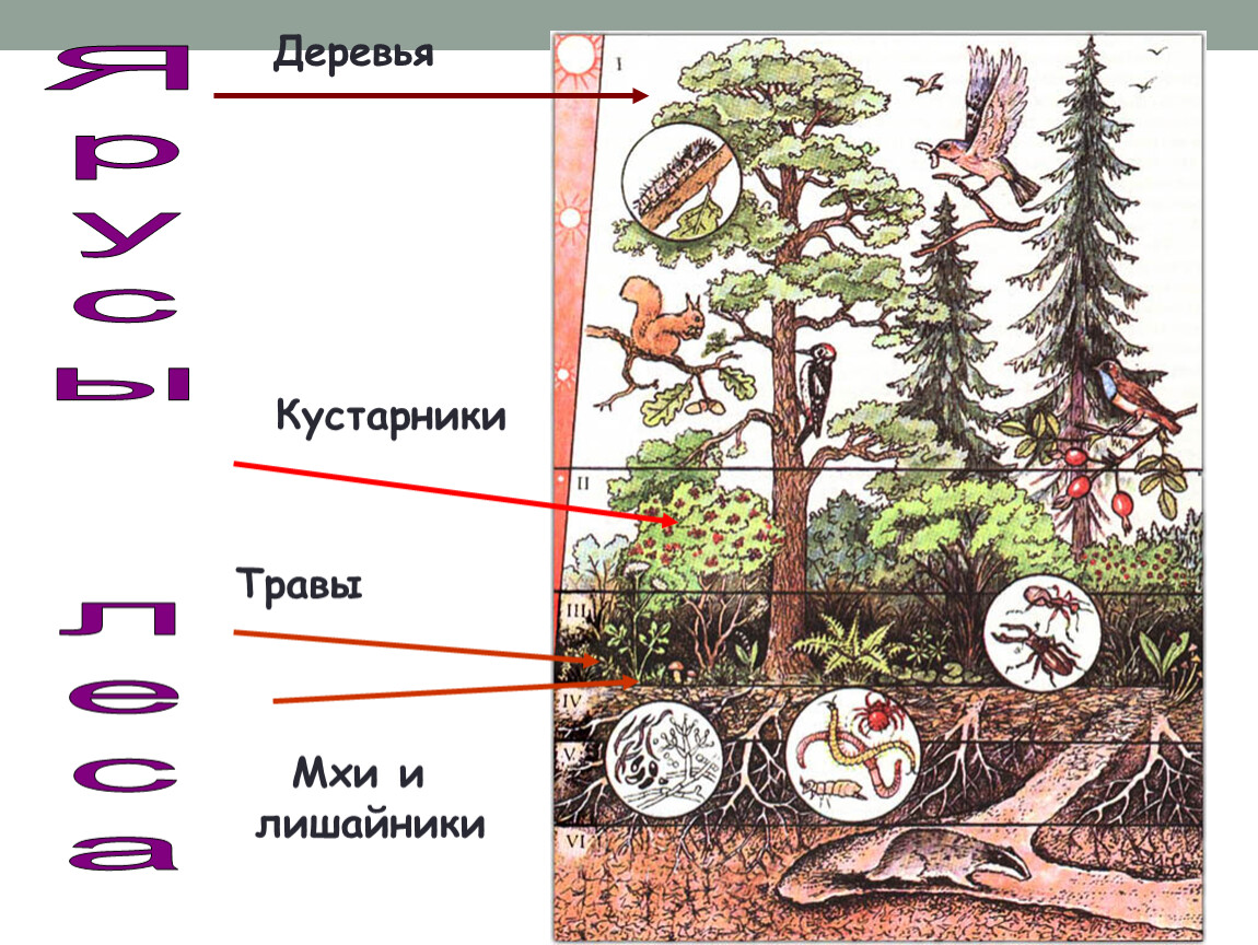 Сходства и различия надземных и подземных ярусов. Ярусность леса. Ярусность фитоценоза. Подземные ярусы леса. Этажи ярусы леса.