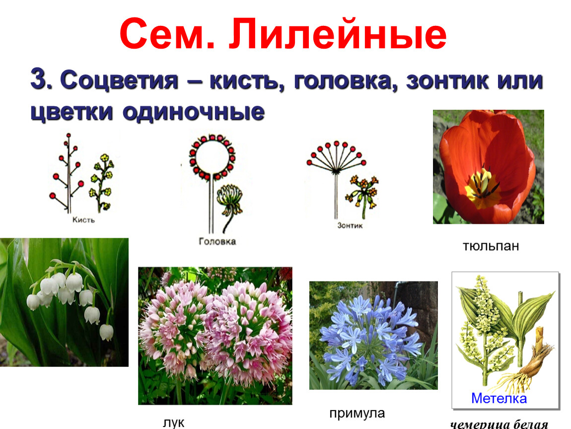 Примеры про растения. Семейство Лилейные соцветие. Строение соцветия лилейных. Сложноцветные Лилейные. Соцветия растений семейства Лилейные.