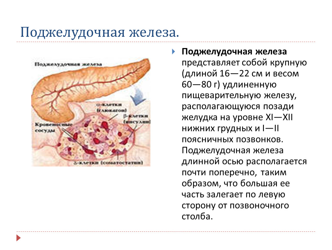 Легкие и поджелудочная железа. Поджелудочная железа секрет железы. Клетка поджелудочной железы ЕГЭ. 7.Поджелудочная железа:. Хвост поджелудочной железы функции.
