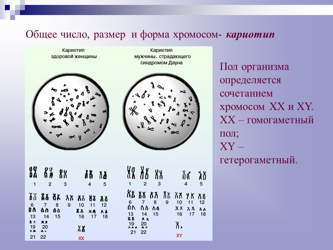 Назовите число хромосом. Набор хромосом. Формы хромосом. Число размер и форма хромосом. Общее число хромосом.
