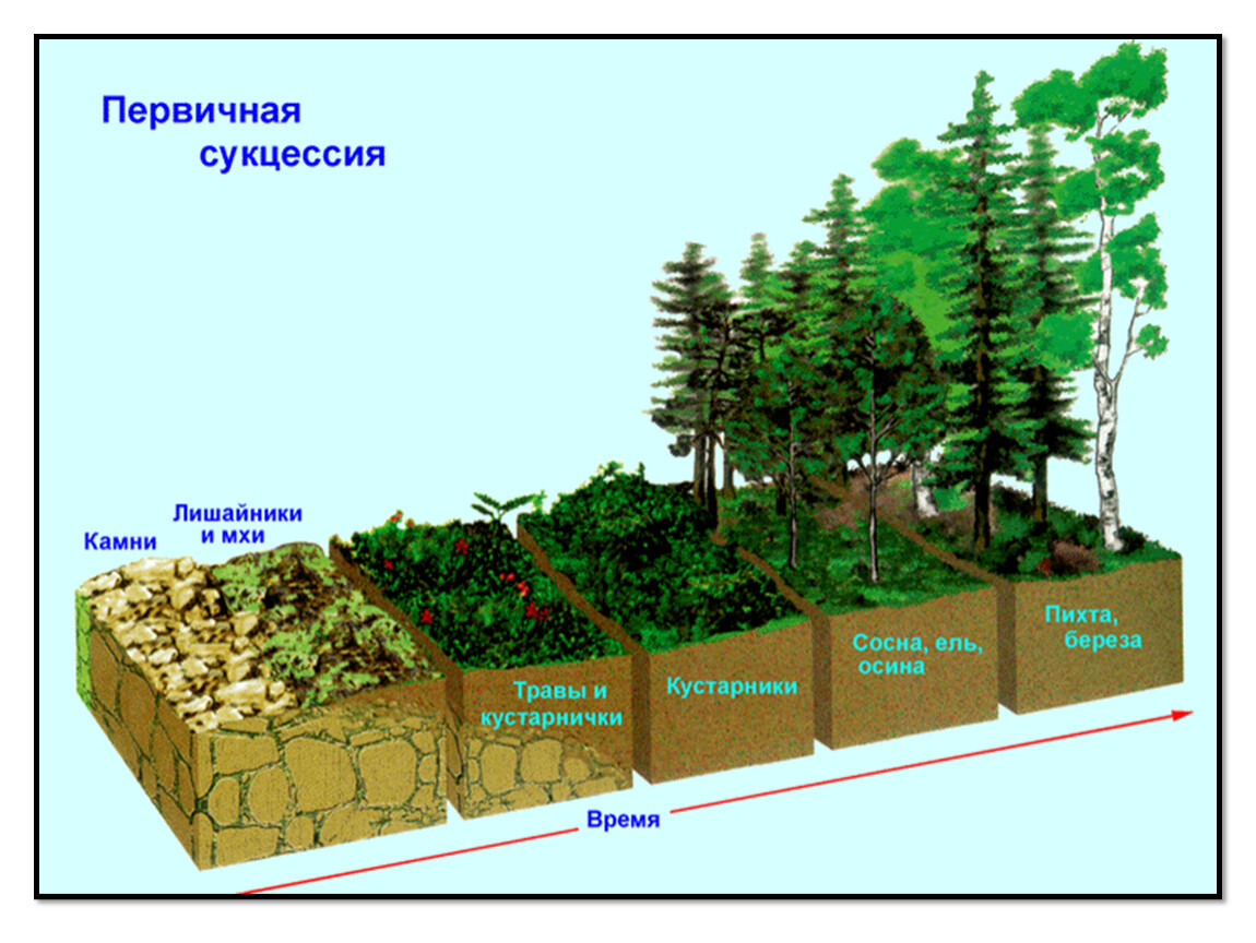 Установите последовательность смены биогеоценозов. Развитие экосистем: сукцессии, этапы сукцессии.. Сукцессия экосистемы этапы. Первичная сукцессия на песчаных дюнах. Экологическая сукцессия первичная и вторичная.