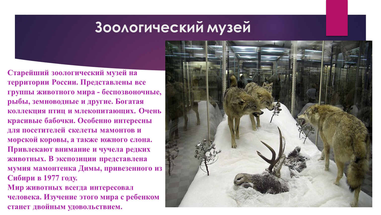 Зоологический музей презентация для дошкольников