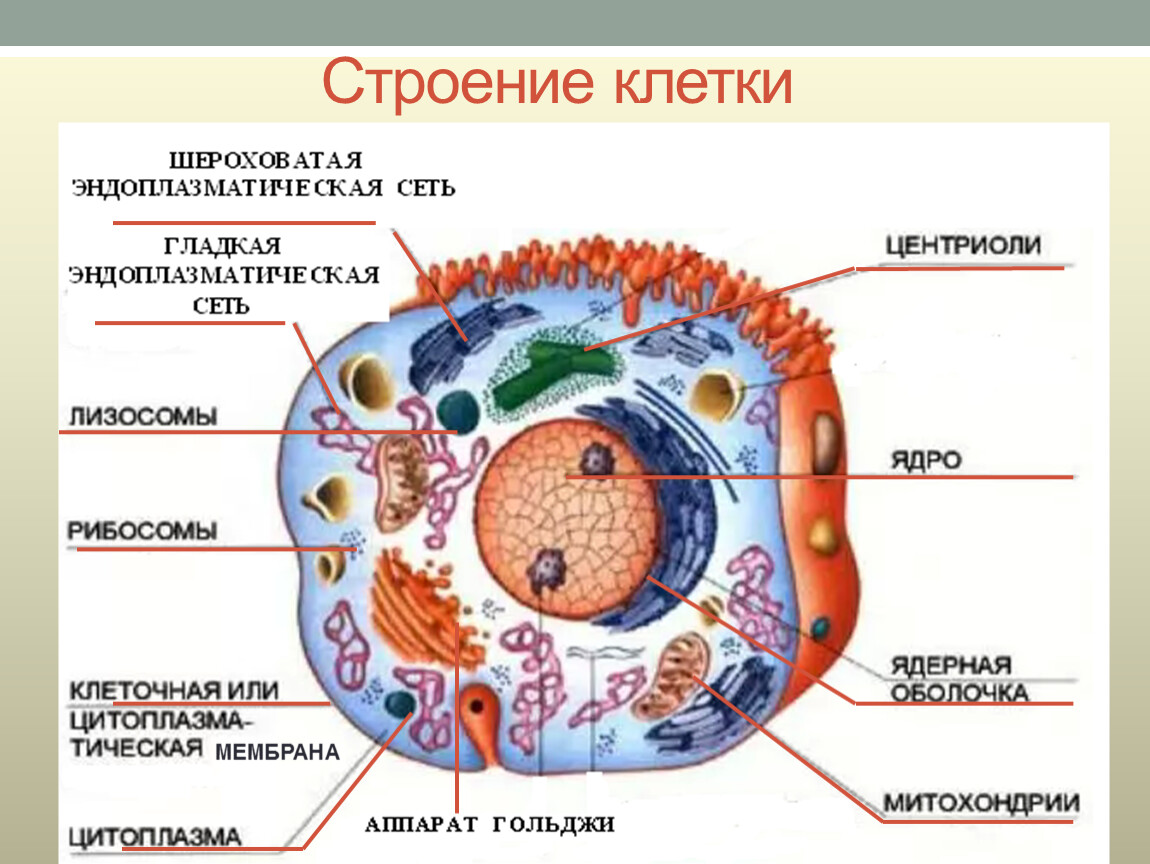 Как называется органоид клетки. Строение эукариотической клетки животного. Строение клетки человека рисунок. Схема строения эукариотной клетки. Строение живой клетки.